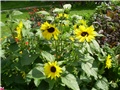 suncokret